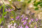 USA, New Mexico. Male calliope hummingbird in flight. Art Print
